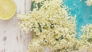 Hollerblüten und Zitrone sind die Hauptzutaten von dem leckeren Holundergelee | Bild: colourbox.com