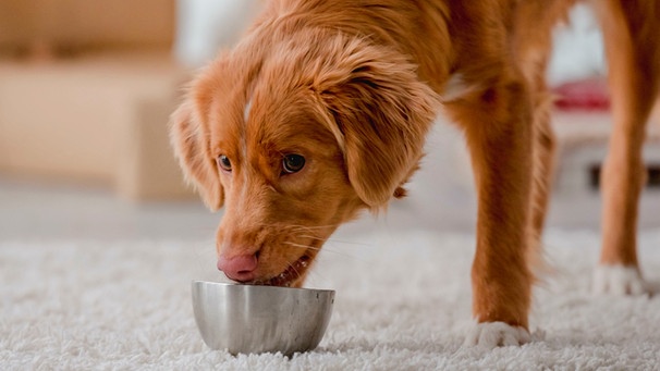 Hund beim Fressen | Bild: mauritius images / Alamy Stock Photos / Tetyana Vychegzhanina
