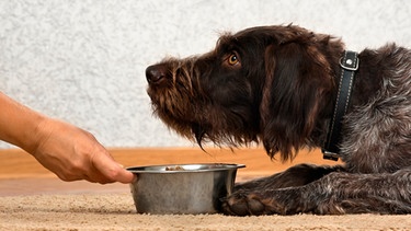 Hund beim Fressen | Bild: mauritius-images