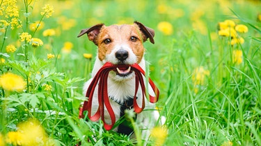 Hund | Bild: mauritius images / Alexei_tm / Alamy / Alamy Stock Photos