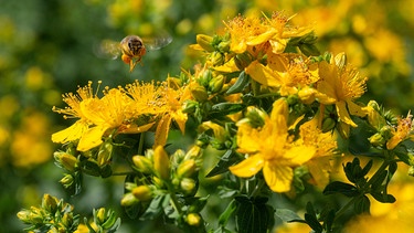 Biene fliegt über Johanniskraut.  | Bild: mauritius-images