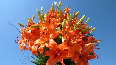 Ein Strauß orangefarbiger Lilien | Bild: mauritius images/ Rosseforp / imageBROKER
