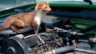 Ein Marder sitzt auf dem Motor eines Autos | Bild: mauritius-images