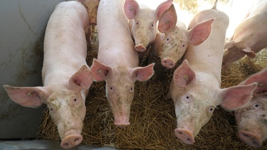 Schweine | Bild: mauritius-images