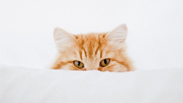 Eine rote Katze versteckt sich hinter einem weißen Polster. Es sind nur ihre Ohren und Augen zu sehen. | Bild: mauritius images / fStop / Isabella Ståhl
