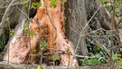 Roter Schleim an Baum | Bild: Nationalpark Donau-Auen / Baumgartner