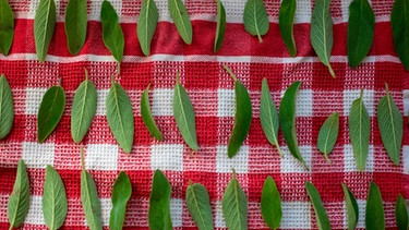 Salbeiblätter sind zum Trocknen auf einem Küchentuch ausgebreitet | Bild: mauritius images