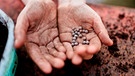 Samen liegen auf zwei Handflächen | Bild: mauritius images