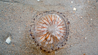 Eine Kompassqualle aus der Familie der Feuerquallen liegt auf einem Sandstrand | Bild: mauritius images