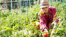 Frau erntet Tomaten | Bild: mauritius-images
