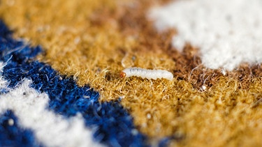 Larve einer Kleidermotte frisst an einem Teppich | Bild: mauritius images