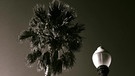 Eine Palme und eine Laterne von unten aufgenommen | Bild: BR/Bogdan Kramliczek