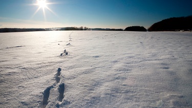 Spuren im Schnee | Bild: mauritius images / Dave McAleavy Images / Alamy / Alamy Stock Photos