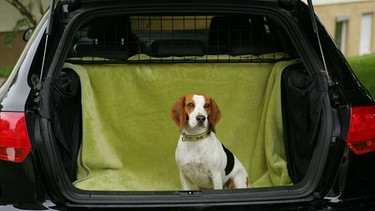Hund im Auto | Bild: mauritius-images