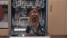 Ein Yorkshire-Terrier sitzt vor einer geöffneten Spülmaschine | Bild: picture alliance / blickwinkel/B. Rainer | B. Rainer