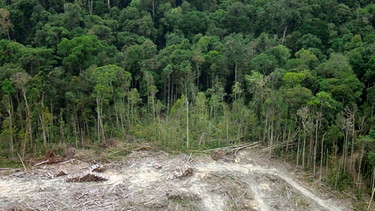 Abholzung von Urwald für Palmöl | Bild: colourbox.com