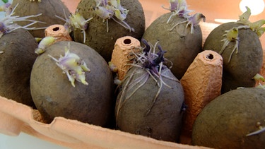 Vorgekeimte Kartoffeln liegen in einem Eierkarton.  | Bild: Karin Greiner