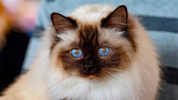 Eine helle Katze mit blauen Augen und einem dunkel gefärbten Gesicht schaut neugierig. | Bild: mauritius-images