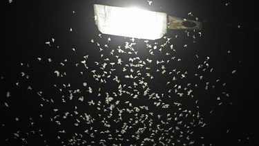 Unter einer Laterne tummeln sich Insekten. | Bild: picture-alliance/dpa
