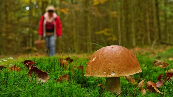 Eine Frau steht im Wald und betrachtet einen Pilz. | Bild: picture-alliance/dpa