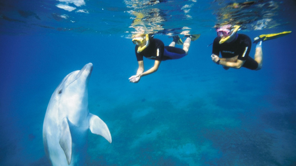 Delfintauchen im Roten Meer | Bild: Jochen Schweizer