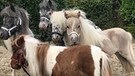 Pumuckel mit anderen Pferden | Bild: Carola Weidemann
