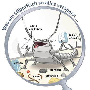 Grafik: Was ein Silberfisch so alles verspeist | Bild: picture-alliance/ dpa-infografik