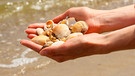 Auf einer ausgestreckten Hand liegen gesammelte Muscheln. | Bild: mauritius-images
