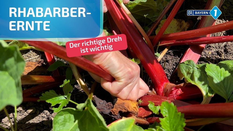 Startbild Video Rhabarber-Ernte | Bild: BR/ Jonas Schramm