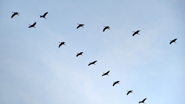 V-Formation der Zugvögel | Bild: mauritius-images
