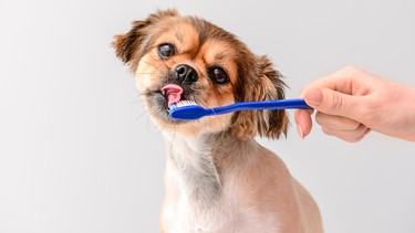 Kleiner Hund schleckt an einer Zahnbürste | Bild: mauritius images  Pixel-shot  Alamy  Alamy Stock Photos