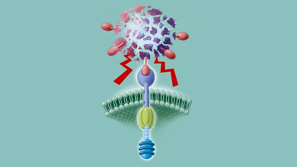 Illustration eines CAR-T-Zellmembran-Rezeptors - genetisch so manipuliert, dass dadurch eine Krebstherapie erfolgen kann. | Bild: picture-alliance/dpa