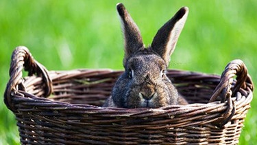 Ein Kaninchen schaut aus einem Weidenkorb | Bild: picture-alliance/dpa