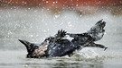 Eine Krähe nimmt genüsslich ein Vollbad | Bild: picture-alliance/dpa