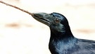 Die meisten Neukaledonien-Krähen essen mit Stäbchen | Bild: picture-alliance/dpa