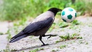 Eine Krähe spielt hingebungsvoll mit einem kleinen Gummi-Fußball | Bild: picture-alliance/dpa