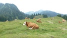 Glückliche Kühe auf der Laubensteinalm | Bild: Justina Schreiber