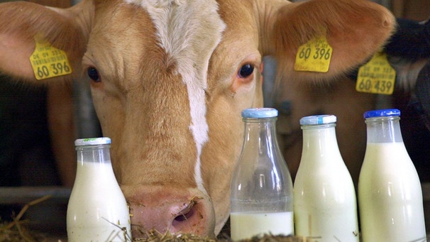  Eine Kuh schaut in einem Stall in Ipthausen/Unterfranken hinter vier mit Milch gefüllten Flaschen hervor.  | Bild: picture-alliance/dpa