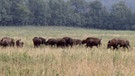 Eine Büffel-Herde auf einer trockenen Weide im Staate New York, im Hintergrund: Hügel | Bild: BR/Claus Biegert