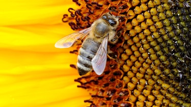 Eine Biene sitzt auf einer Sonnenblume | Bild: picture-alliance/dpa