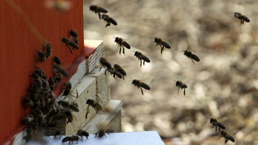 Bienen | Bild: picture-alliance/dpa