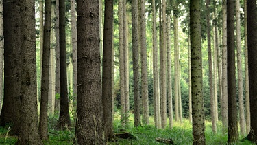 Der Deutsche Wald | Bild: colourbox.com