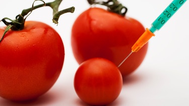 Genmanipulierte Tomaten | Bild: colourbox.com