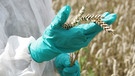 Wissenschaftler mit Schutzhandschuhen und Schutzanzug hält Weizenähren in den Händen.
| Bild: picture-alliance/dpa