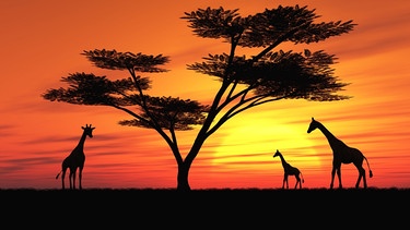 Giraffen bei Sonnenuntergang | Bild: picture-alliance/dpa