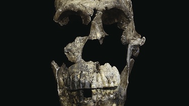 Schädel eines Homo naledi | Bild: picture-alliance/dpa