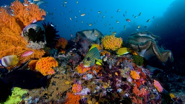 Korallen | Bild: picture-alliance/dpa