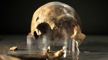 Das Skelett eines 40 000 Jahre alten Neandertalers | Bild: picture-alliance/dpa