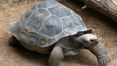 Schildkröte | Bild: picture-alliance/dpa