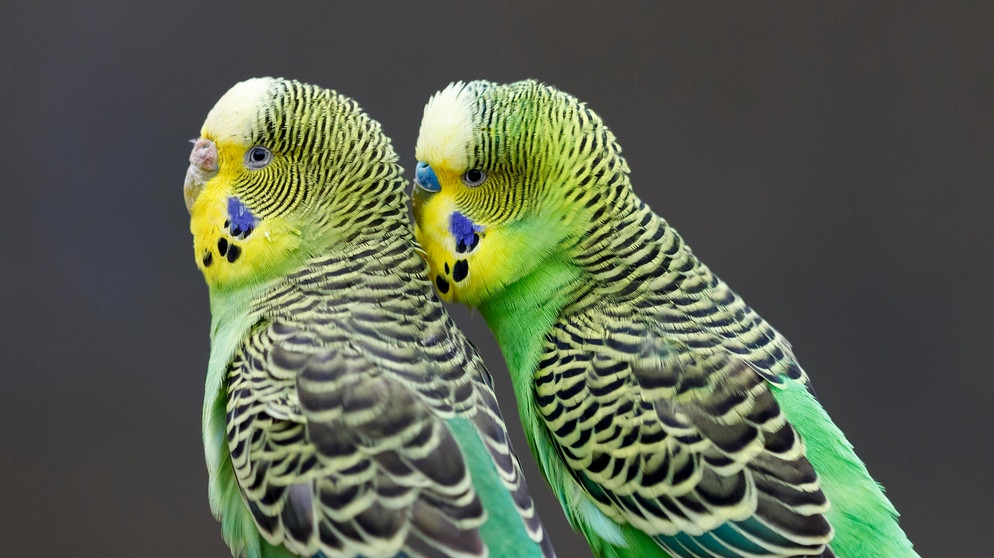 Zwei grüne Wellensittiche (Melopsittacus undulatus) sitzen nebeneinander. | Bild: picture alliance / imageBROKER | Ronald Wittek